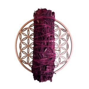 Sauge Sang de Dragon - Fagot 10 cm